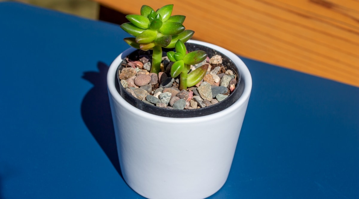 Close-up of Sedeveria 'Jet Beads' succulent. in a decorative white pot with decorative pebbles. The succulent has two succulent stems on which rosettes of fleshy, pointed green leaves with slightly darkened purple tips are formed. The plant stands on a bright blue table.