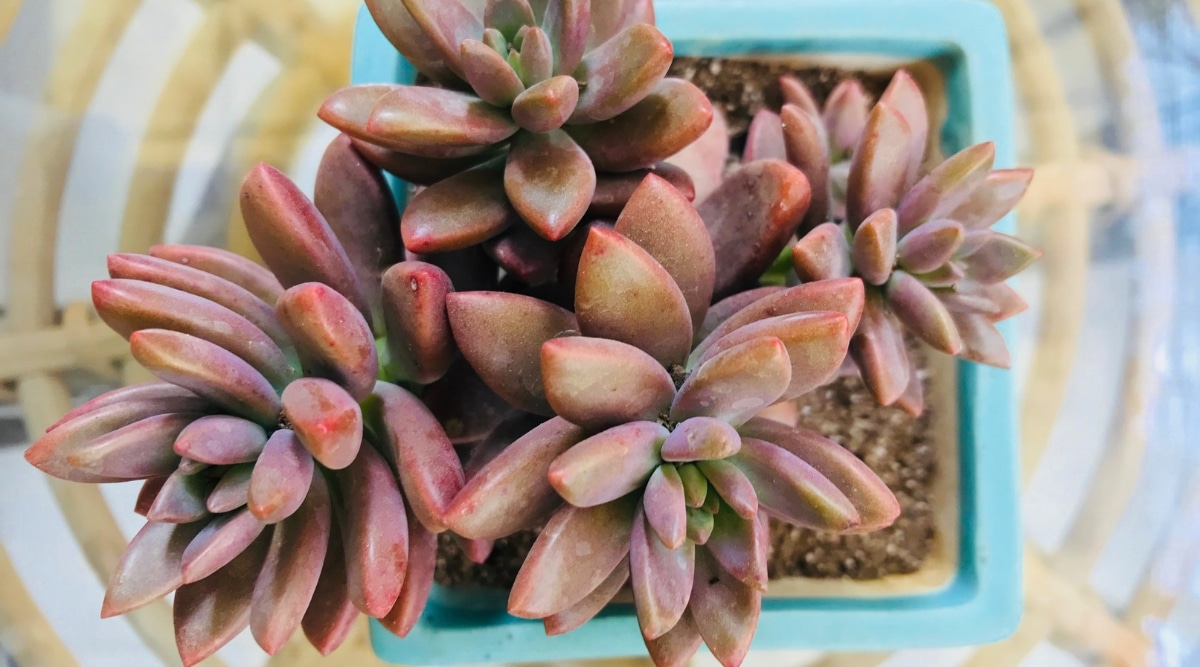 Top view, growing Sedeveria ‘Sorrento’ succulents in a blue decorative pot. The plant forms rosettes on stems with bronze to deep red-purple foliage. The leaves are plump, fleshy with pointed tips.