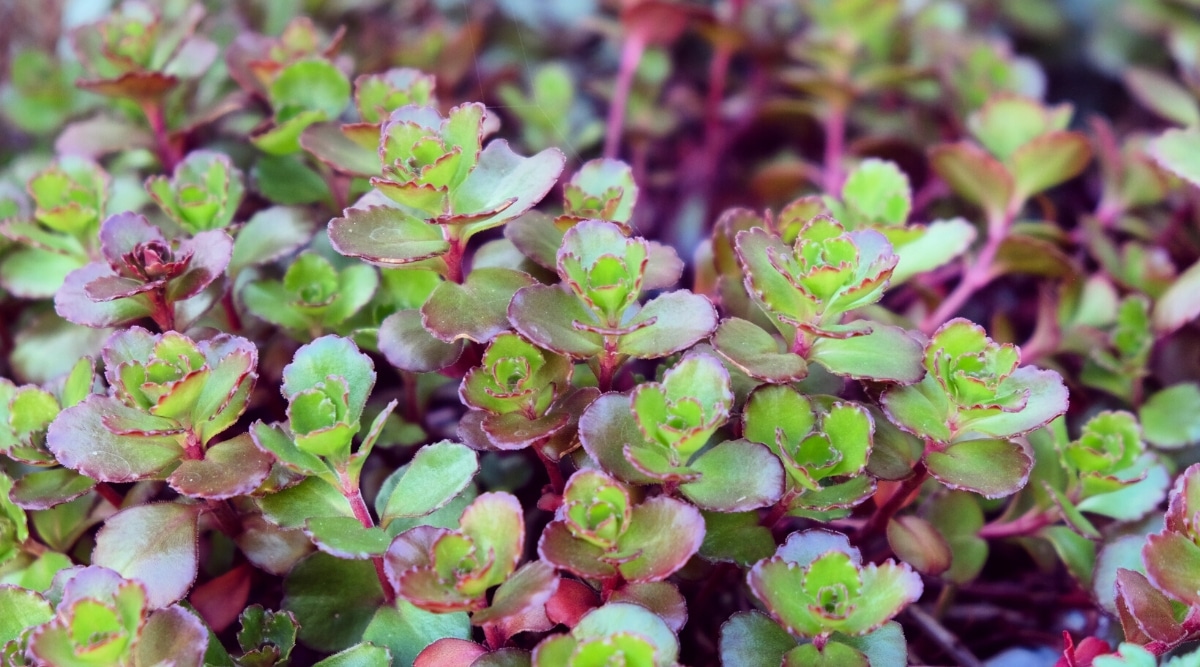 Close-up of Sedum spurium ‘Dragon’s Blood’. The succulent is an evergreen perennial with fleshy, round, bright green leaves adorned with bright red-purple, slightly ruffled edges.