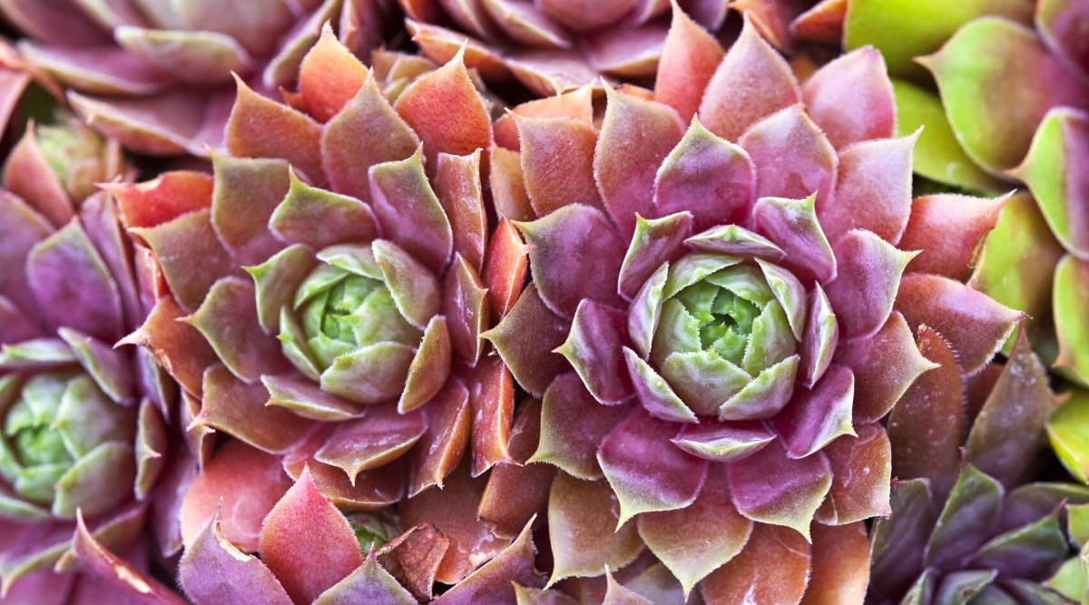 Top view, close-up of Sempervivum heuffelii ‘Artemis’ growing succulents. Neat juicy rosettes of pink to purple with a copper tint and greenish ends. It is slightly pubescent with a white cilia outline.