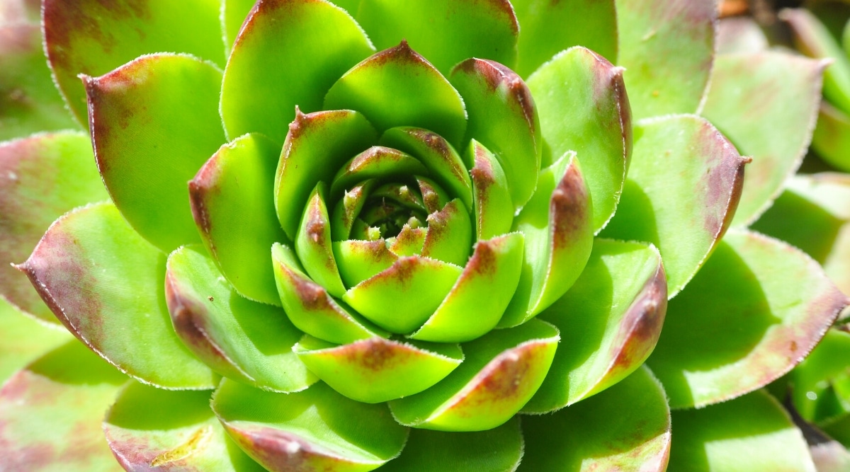 Close-up of Sempervivum heuffelii 'Job's Beard' succulent. Large dense rosette of thick, fleshy, bright green leaves with purple edges.