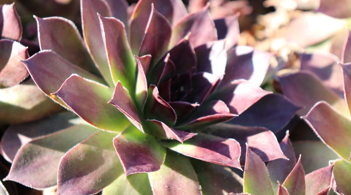Close-up of Sempervivum tectorum 'Purple Beauty' succulent in full sun in a garden. The succulent has a dense rosette of succulent leaves with dark purple tips and a green center.