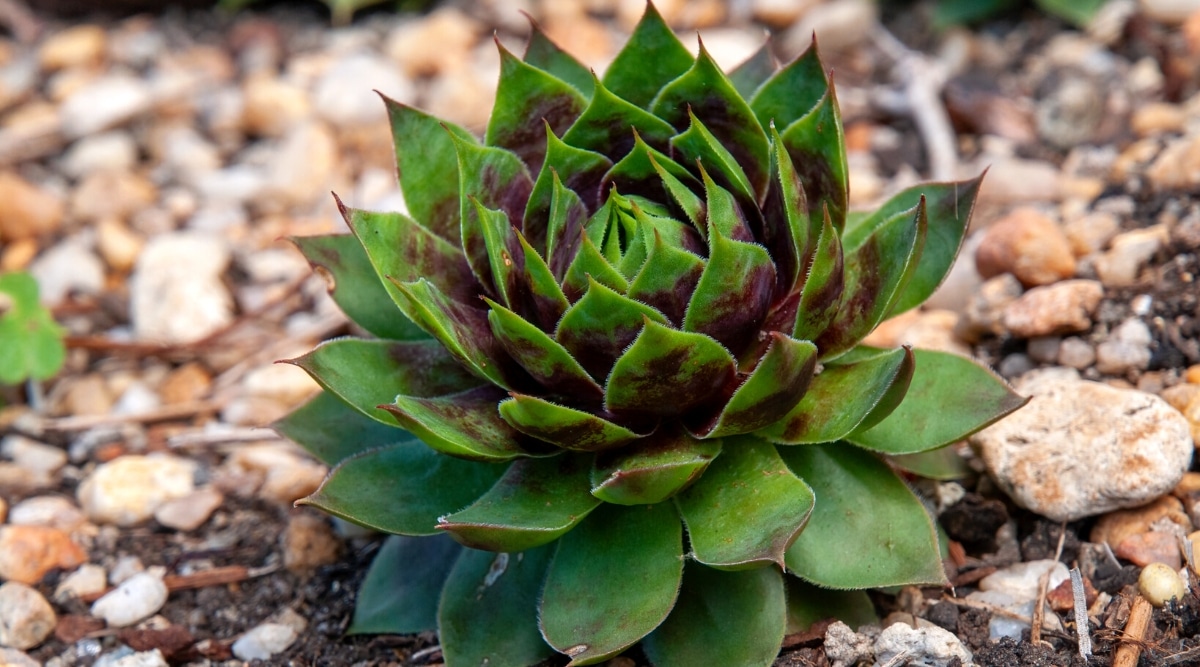 Close-up of Sempervivum 'Killer' succulent in a garden surrounded by decorative beige stones. Dense rosette, composed of fleshy olive green pointed leaves with purple spots.