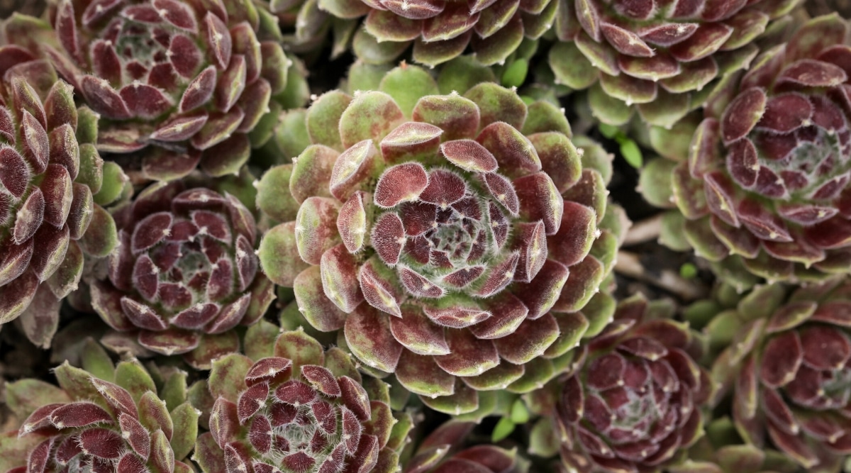 Top view, close-up of Sempervivum ‘Raspberry Ice’ succulents surrounded by similar succulents. Beautiful large rosettes of juicy pubescent leaves of green and purple-pink.