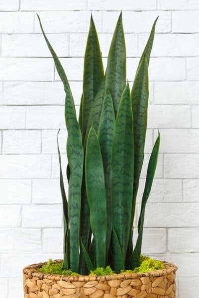 water a sansevieria plant