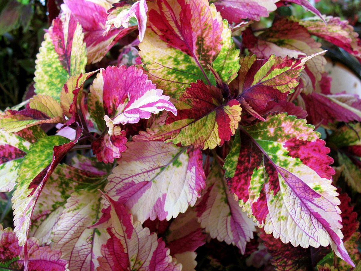 spots on coleus leaves _ Coleus ‘Stained Glassworks