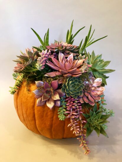 39261-diysucculentpumpkin-bfloraldiysucculentpumpkin-bfloral-413×550