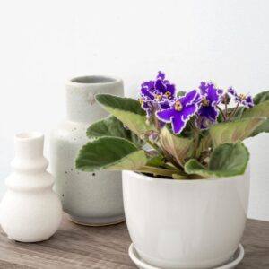African-Violet-1-300×300