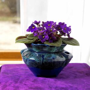 African-Violet-300×300