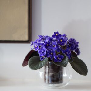 African-Violet-CUP-O-FLORA®-300×300