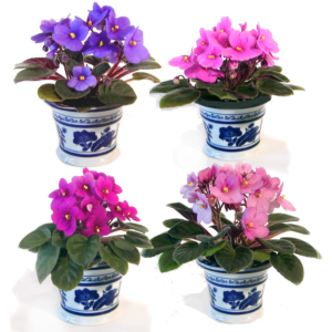 African-Violet-Food-300×300
