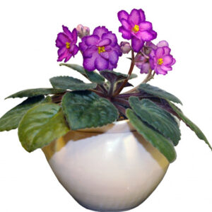 African-Violet-Palizgol-300×300