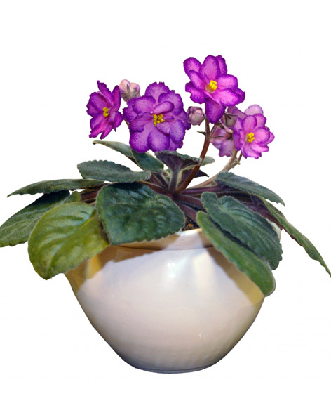 African-Violet-Palizgol