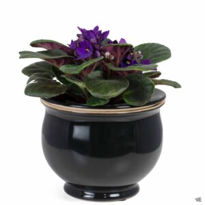 African-Violet-Self-Watering-Pot-—-Green-Acres-Nurs-300×300