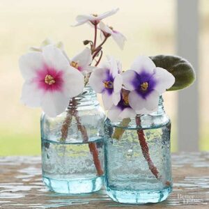 African-Violet-_-African-violets_-Vase-design_-Blac-300×300