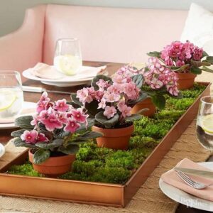 African-Violets-Are-Among-the-Few-Houseplants-That_-300×300