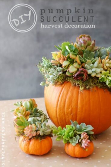 DIY-Pumpkin-Succulent-Harvest-Decoration-simplyhappenstance.com_-368×550