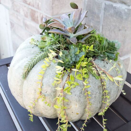 DIY-succulent-pumpkin-9692-550×550