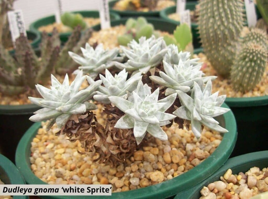 Dudleya gnoma ‘white Sprite 1
