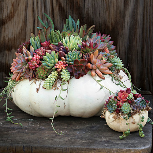 FG177-autumn-decoration-1×1-1