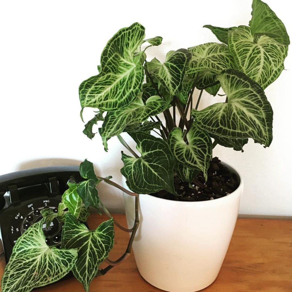 Foliageplants-1024×1024.jpg
