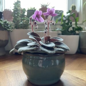 How-to-Care-for-African-Violets-and-Get-The-300×300