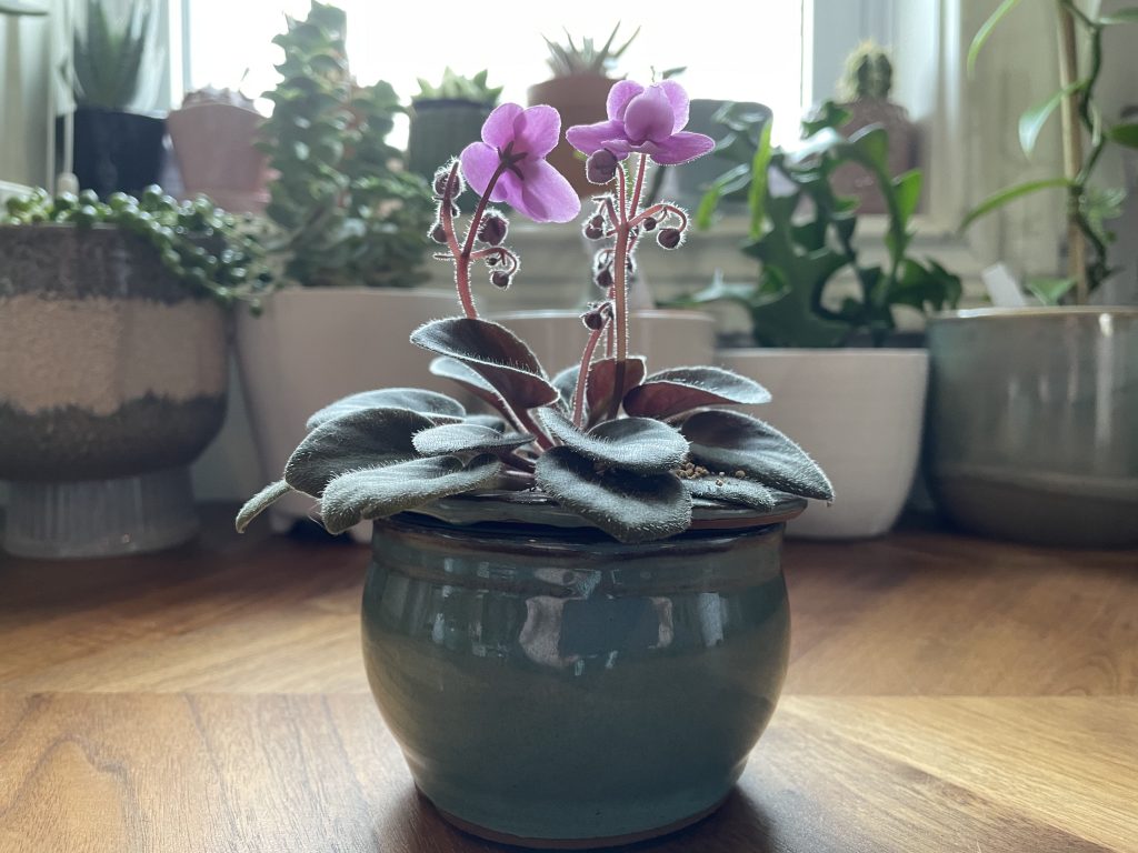 How-to-Care-for-African-Violets-and-Get-The