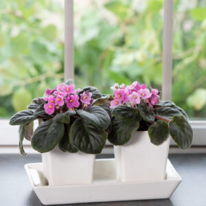 How-to-Grow-African-Violets-_-Gardener_s-Supply-300×300