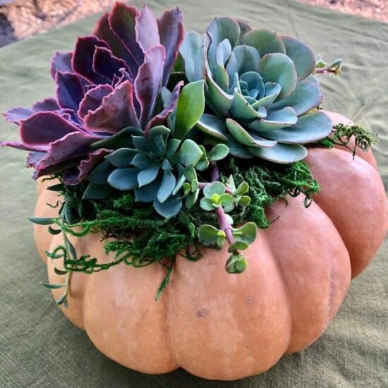 Large-Succulent-Pumpkin-550×550