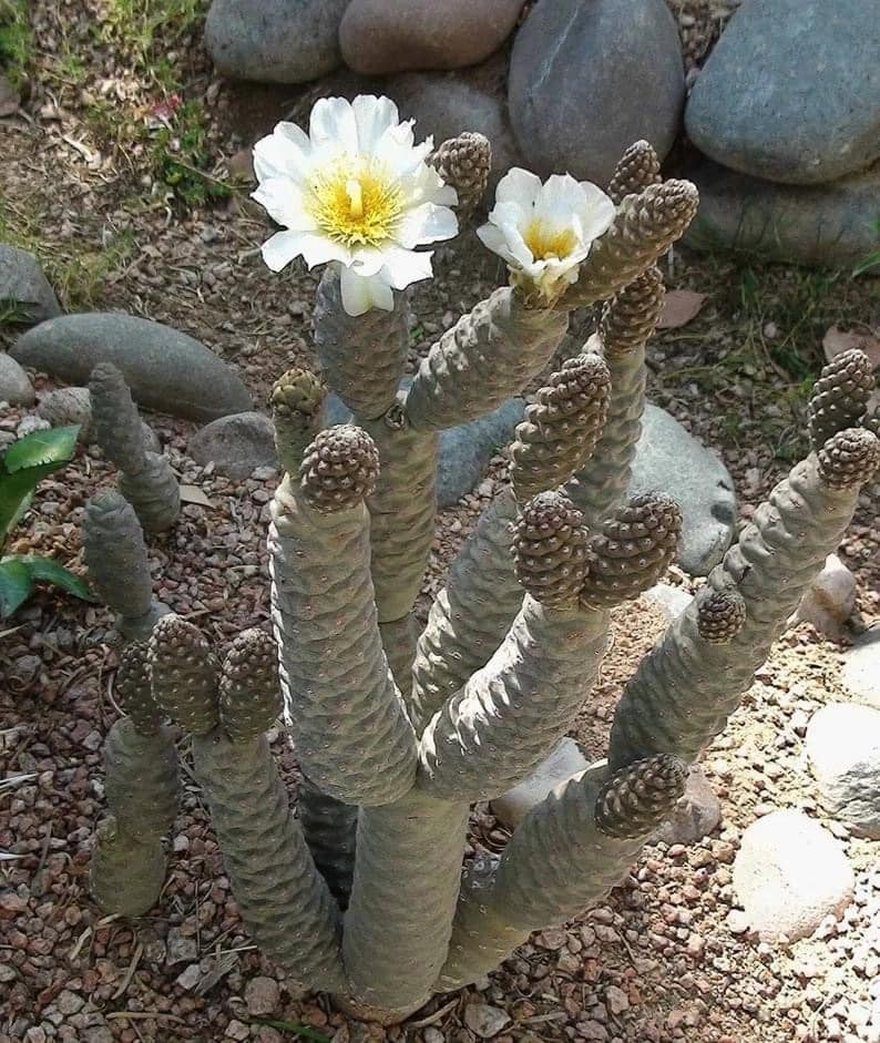 Cone cactus
