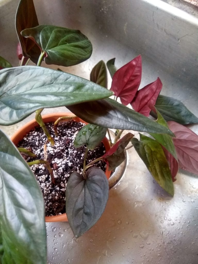 Plant-blog-768×1024.jpg
