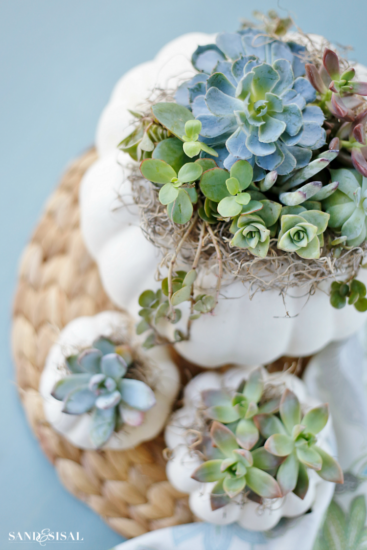 Succulent-Pumpkin-Centerpiece–367×550