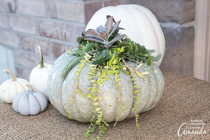 Succulent-Pumpkin-H
