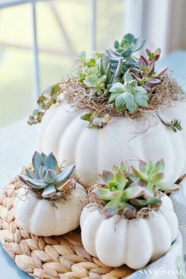 Succulent-Pumpkin-Planters-367×550