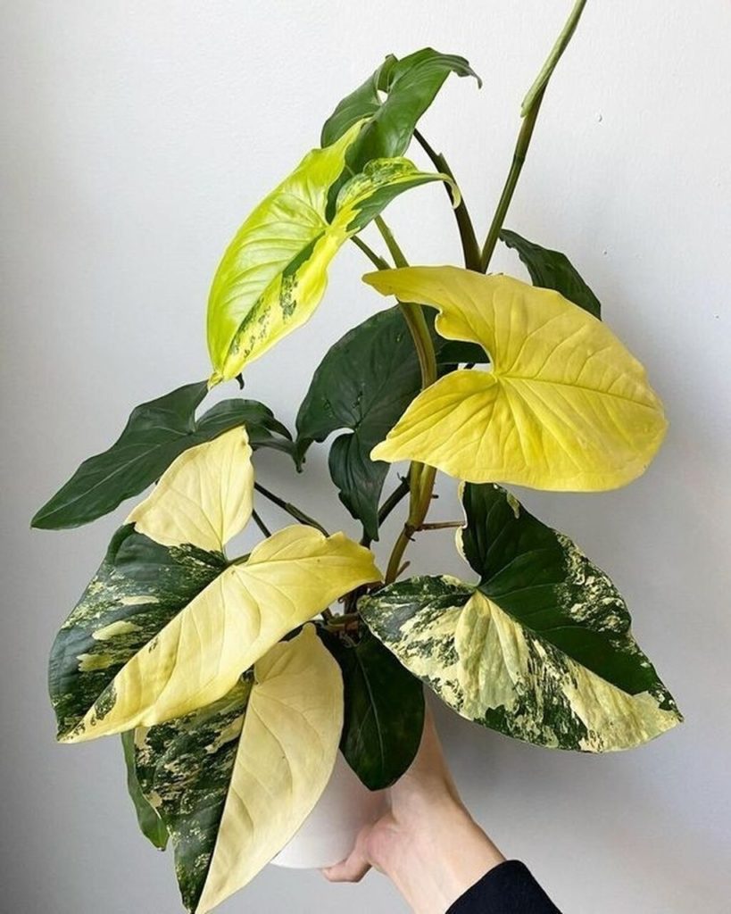 Syngonium-Aurea-Variegata-819×1024.jpeg