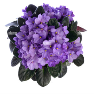 Violets-in-vase-hi-res-stock-photography-and-images-1-300×300