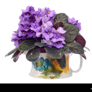 Violets-in-vase-hi-res-stock-photography-and-images-300×300