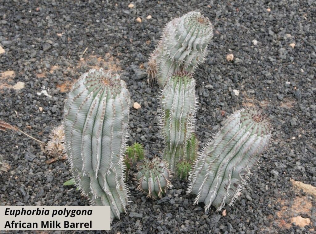 White succulent (5)