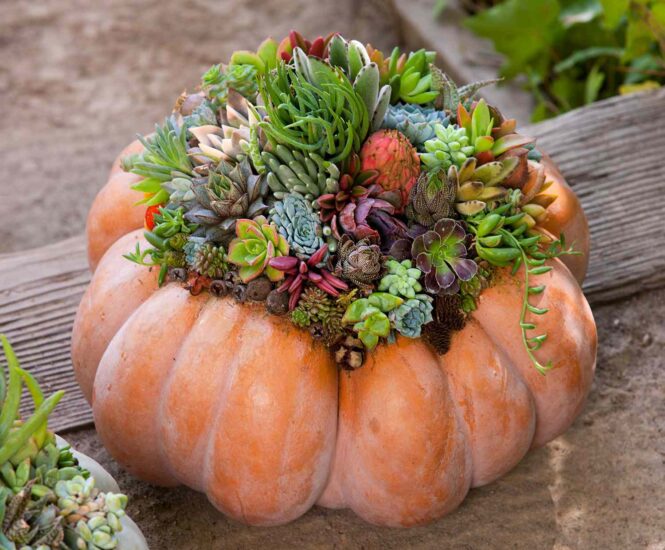 finished-succulent-pumpkin-de83ba19-4746114d2a8c468d8a1b2307eb2a1486-665×550