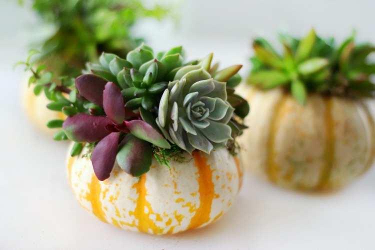 mini-succulent-pumpkin