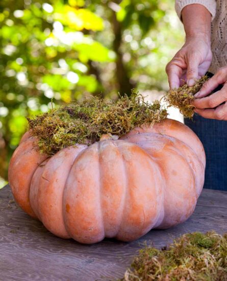 placing-moss-on-top-of-pumpkin-eee11b6c-98c4bb3424504f25be34831738fcfcf5-445×550