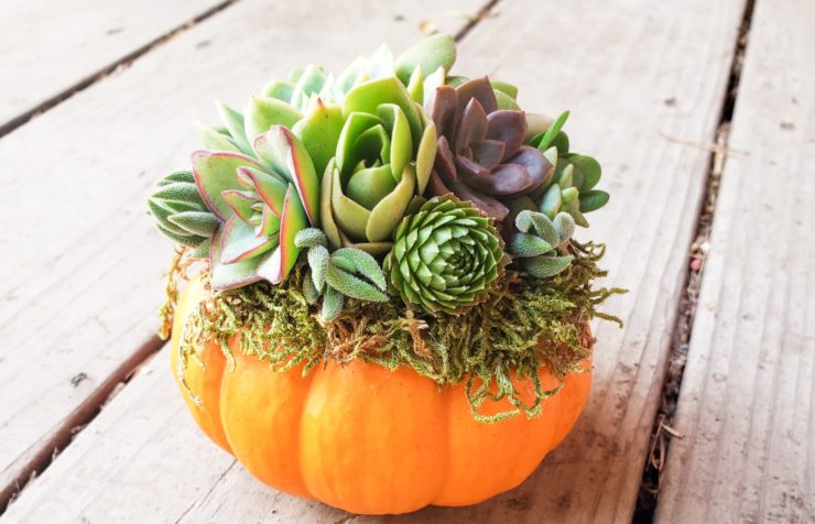 pumpkin-740×476-1