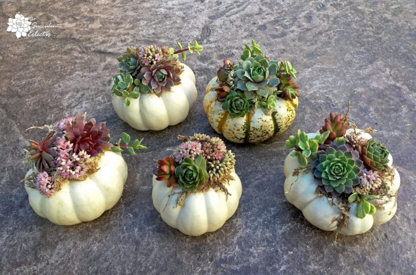 succulent-pumpkins-white-TSE-831×550