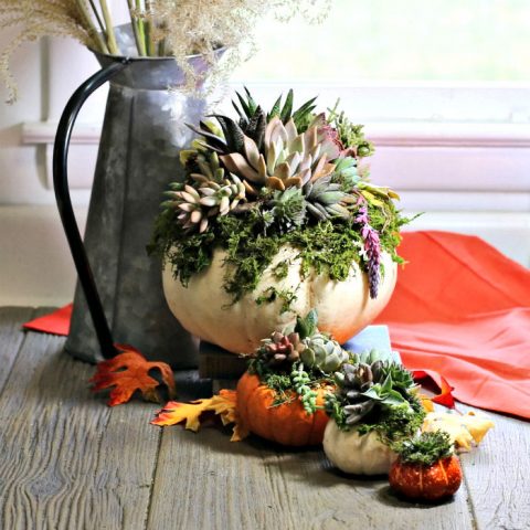 succulents-pumpkin-planters-1-480×480-1