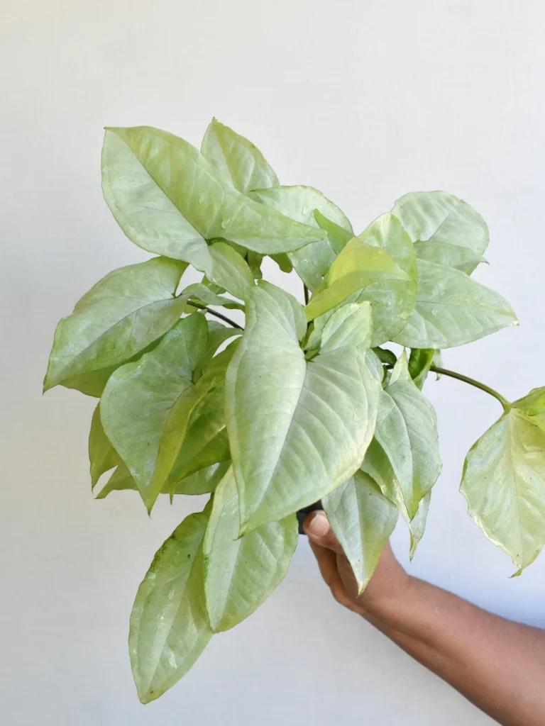 syngonium-silver-pearl-768×1024.webp_.webp
