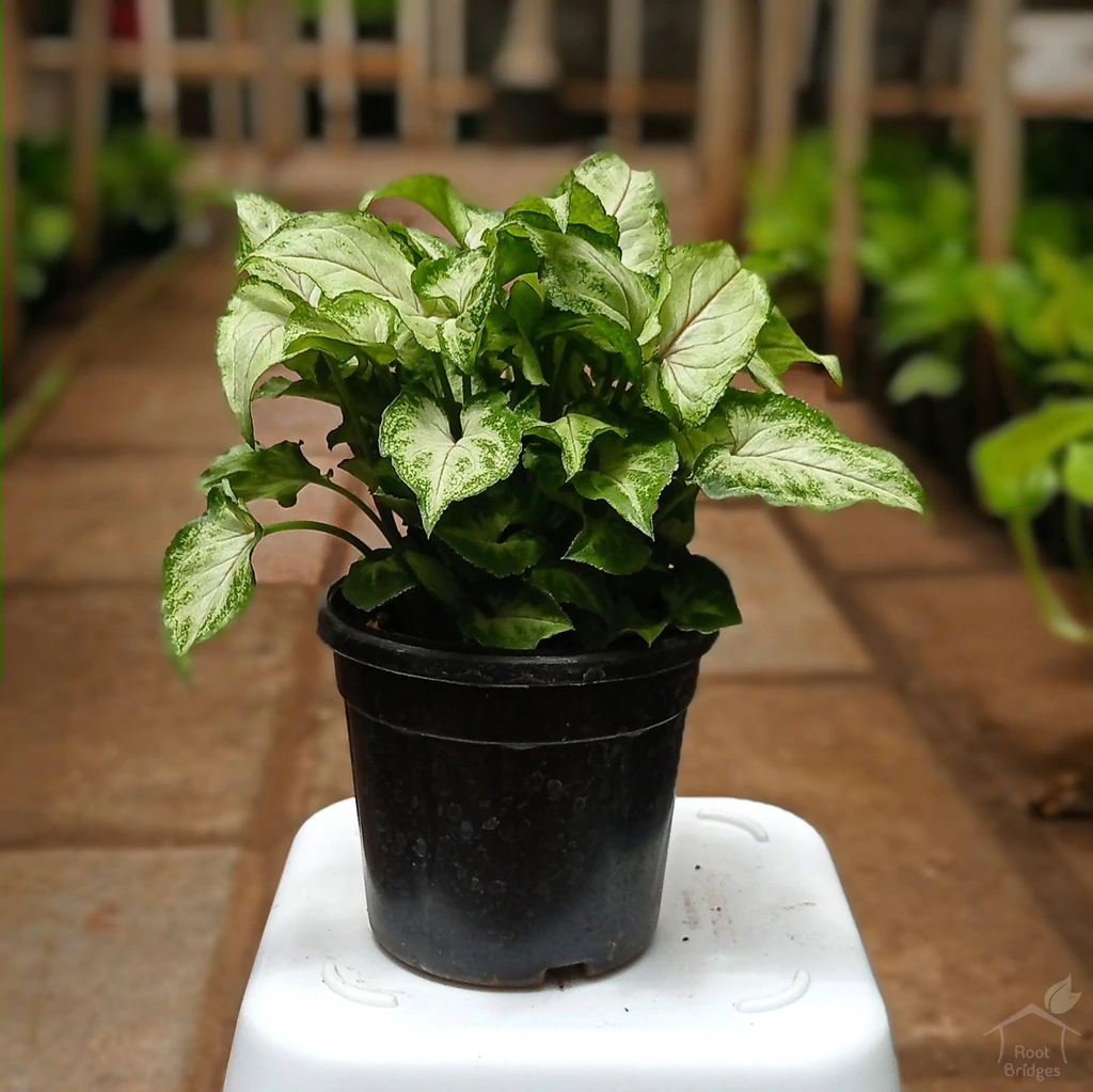 syngonium-trileaf-wonder.webp_.webp