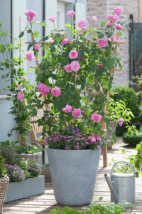 How-to-Grow-Big-Roses-Vertically-8-Great-Ways