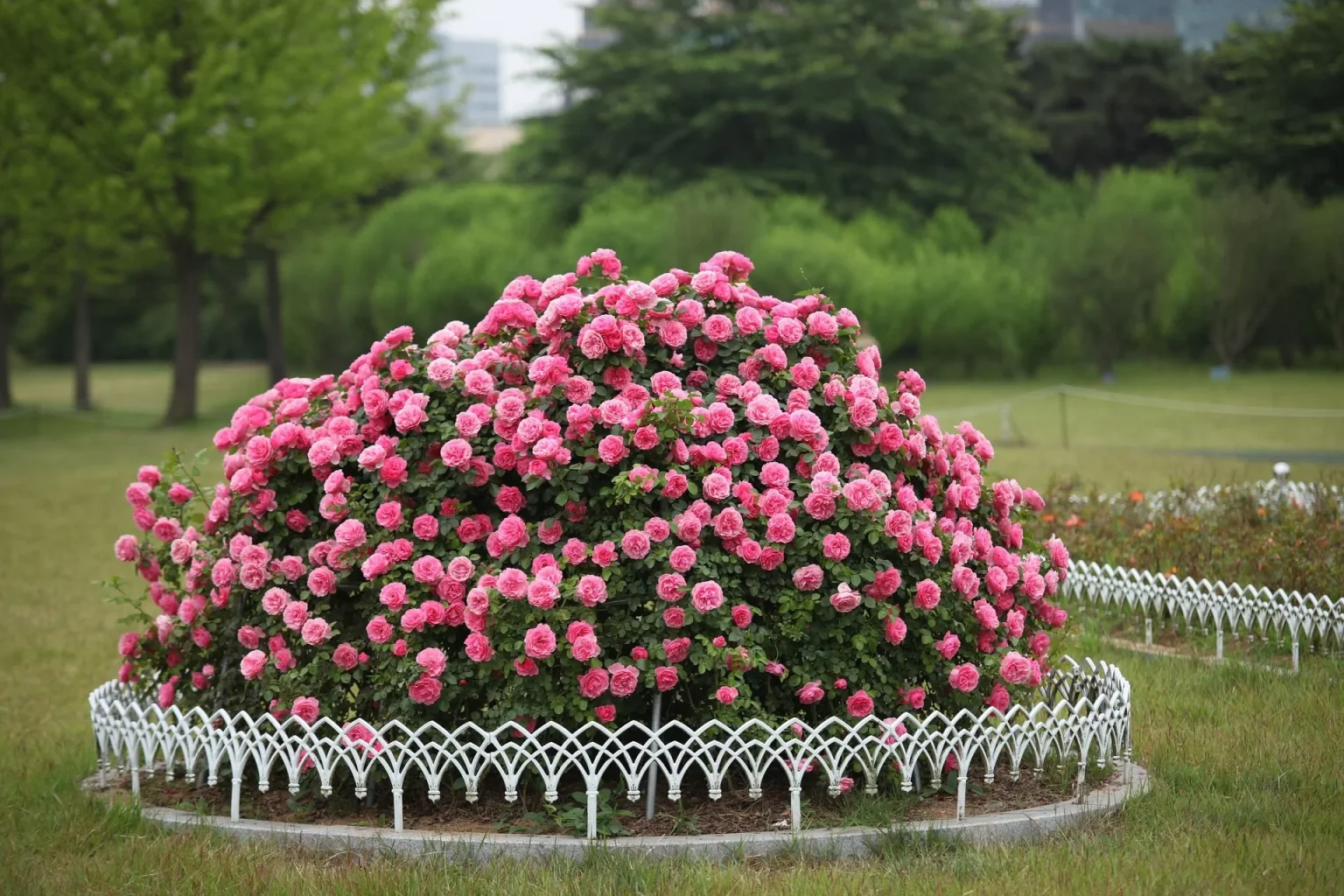 Nature-Hills-Nursery-_-Americas-Largest-Online-Plant-Nursery.jpg-1536×1024.png