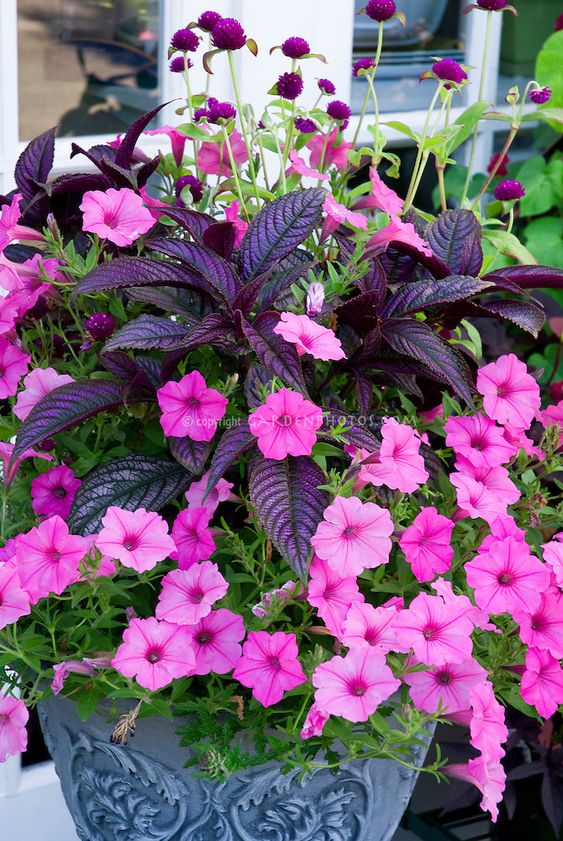 Annual flowers in container, Strobilanthes and Petunias