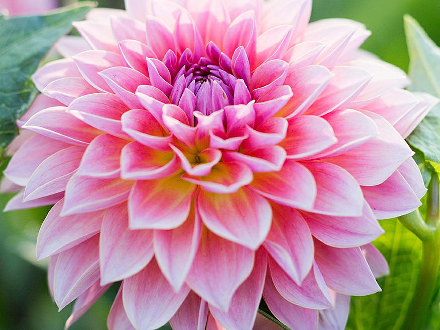 dahlia-jitterbug